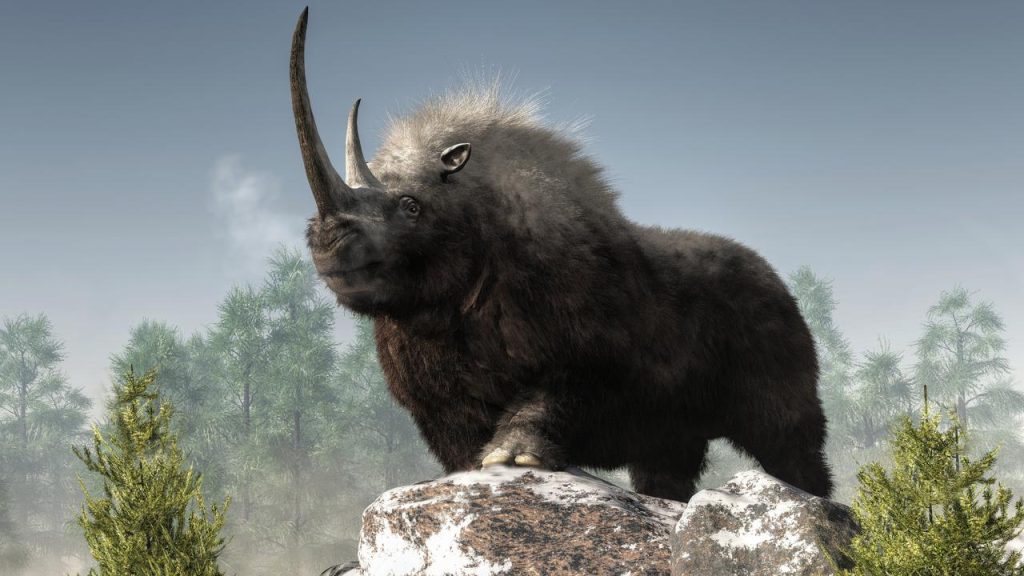 Thanks to DNA remains in hyena droppings, we know what the woolly rhinoceros looked like  Sciences