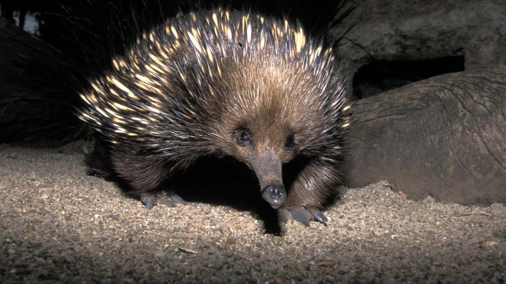 The long-beaked echidna has been spotted again in Indonesia after sixty years |  the animals