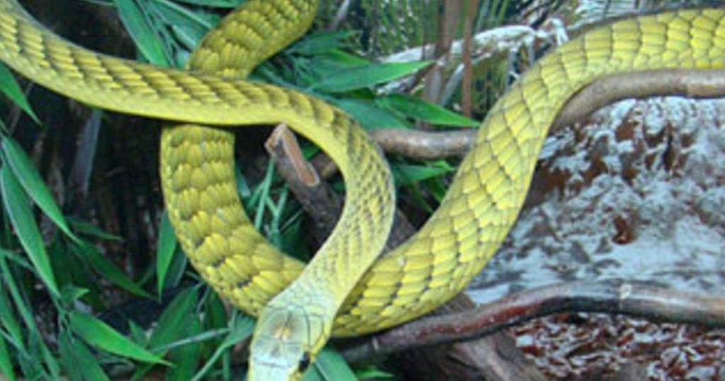 A very poisonous snake escaped in the Netherlands, and the use of police dogs did not lead to results |  outside