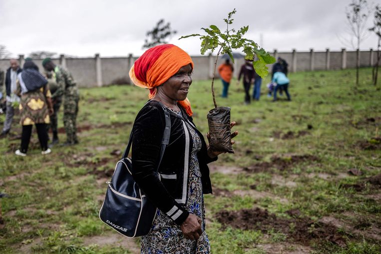 Kenyans get permission from government to plant 100 million trees