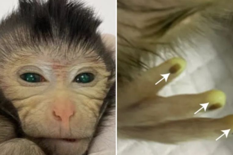 Scientists develop a monkey with luminous green eyes and fingers