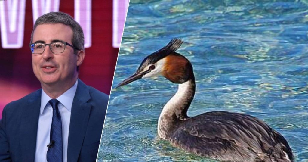 Talk show host John Oliver supports 'the weird, whiny bird with the colorful carpet on the neck' in New Zealand bird election |  The best thing on the internet