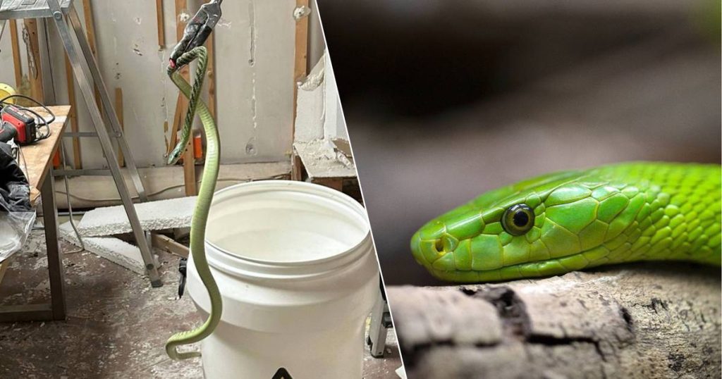The poisonous green mamba that disappeared from a house in Tilburg has a justification: 'It never left the house' |  outside