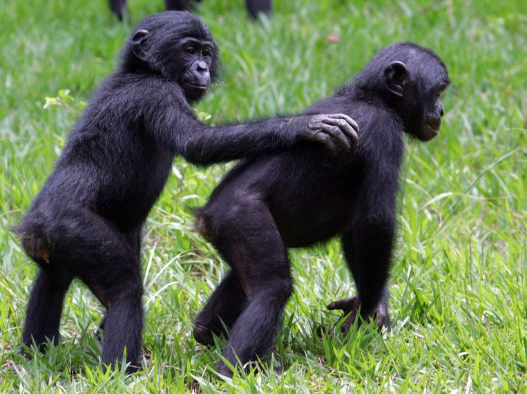 Wild bonobos share food with monkeys of other troops