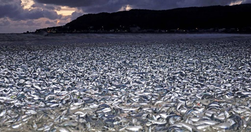 Mystery in Japan: A coastal town is flooded with thousands of dead sardines and mackerel |  News