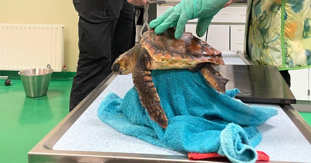 look.  The fourth rare fat turtle washed up on the Dutch coast in three months  the animals