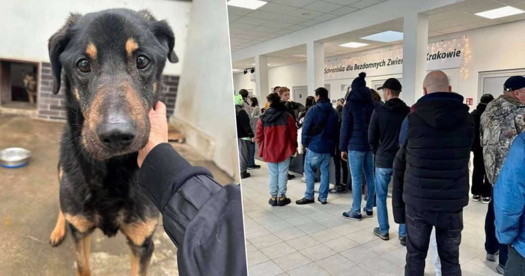'Tears in our eyes': Polish animal shelter calls for dogs to be given a warm home during harsh winter and response is overwhelming |  The best thing on the internet