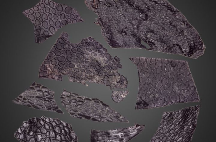 A mysterious animal fell into a cave 286 million years ago.  His skin was still there, and it was the oldest skin ever discovered
