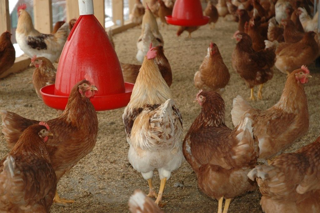 A promising device for poultry farming: UV disinfection instead of antibiotics