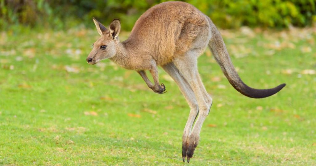 Adidas under fire: “Kangaroos are being horribly killed to make football boots” |  the animals