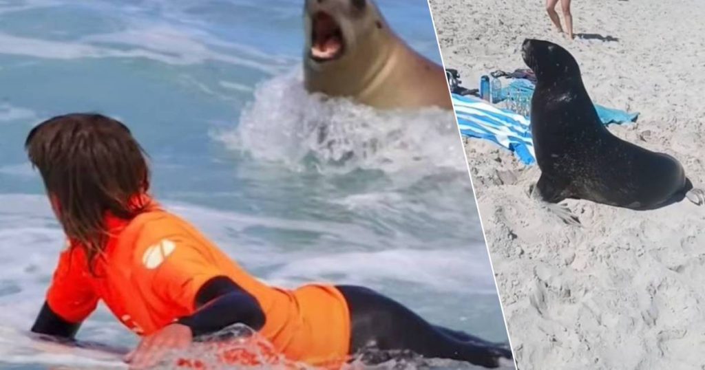 Chaos in New Zealand city overrun by sea lions: Animals live in parks and golf courses |  The best thing on the internet
