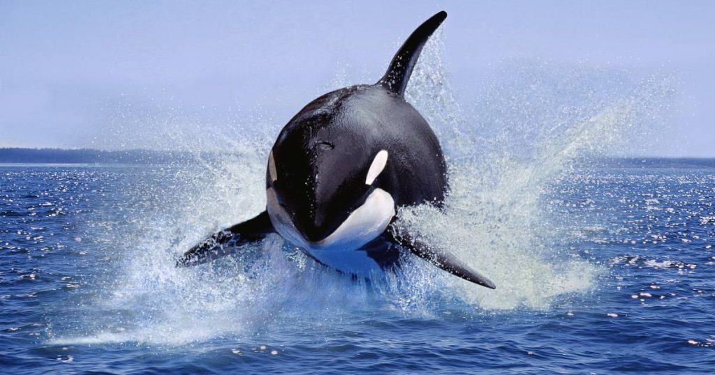 El Niño and dolphin abundance bring southern killer whales to California waters |  the animals