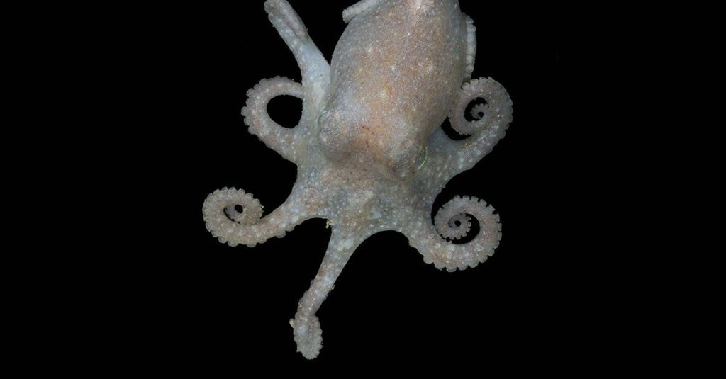 Sensitivity to the melting of the West Antarctic ice sheet can be read from octopus DNA