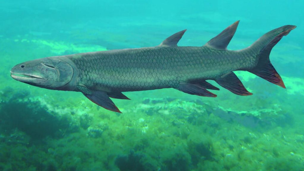Strange ancient fish that had “arms and legs” and could breathe air |  the animals