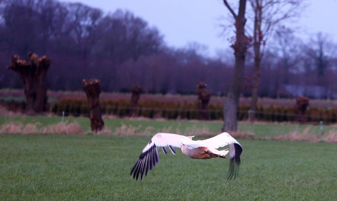 The animal is tired and hungry, but healthy.