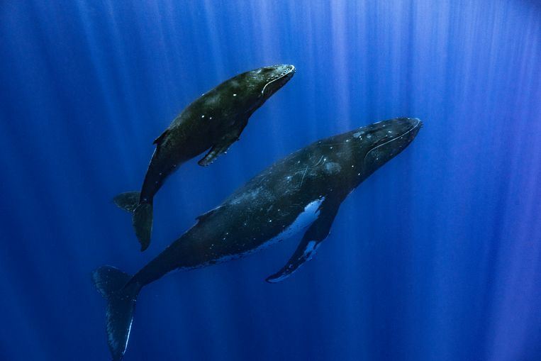 Scientists reveal the secret of the whale song: “Pioneer”