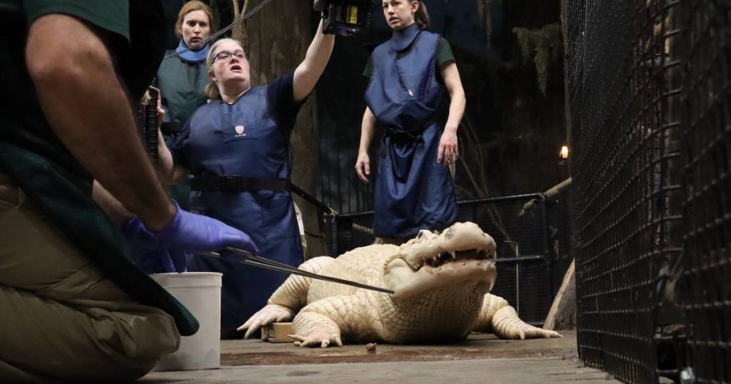 70 coins found in the stomach of a rare crocodile  strange