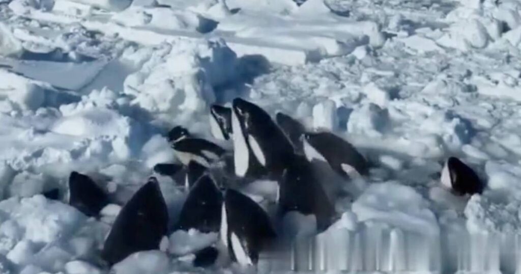 Killer whales trapped in the ice off the Japanese coast have found their way to freedom  the animals