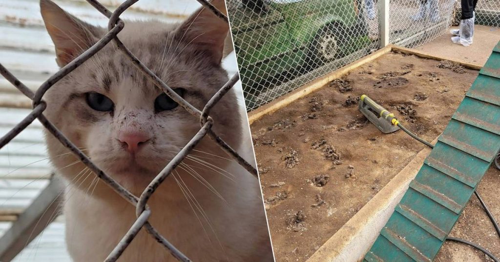More than 100 dead cats were discovered in the “House of Horrors” near Cannes  outside