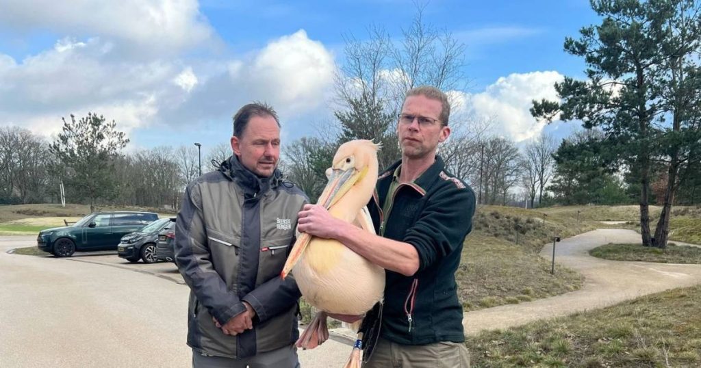 Pink pelicans that escaped from a Belgian zoo were captured on a Dutch golf course |  the animals
