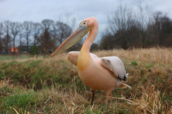 Animal ambulance personnel had been trying to catch the pelican for a few days.