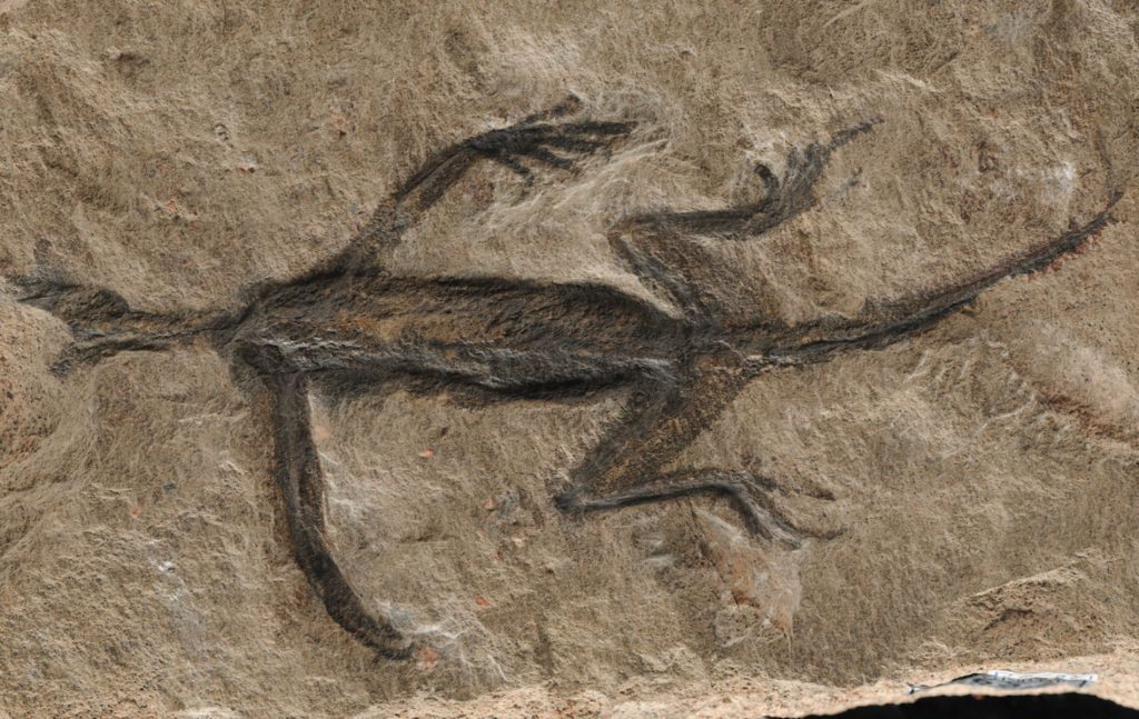 Scientists have once again examined the famous skin of the oldest fossil from the Alps and made a strange discovery