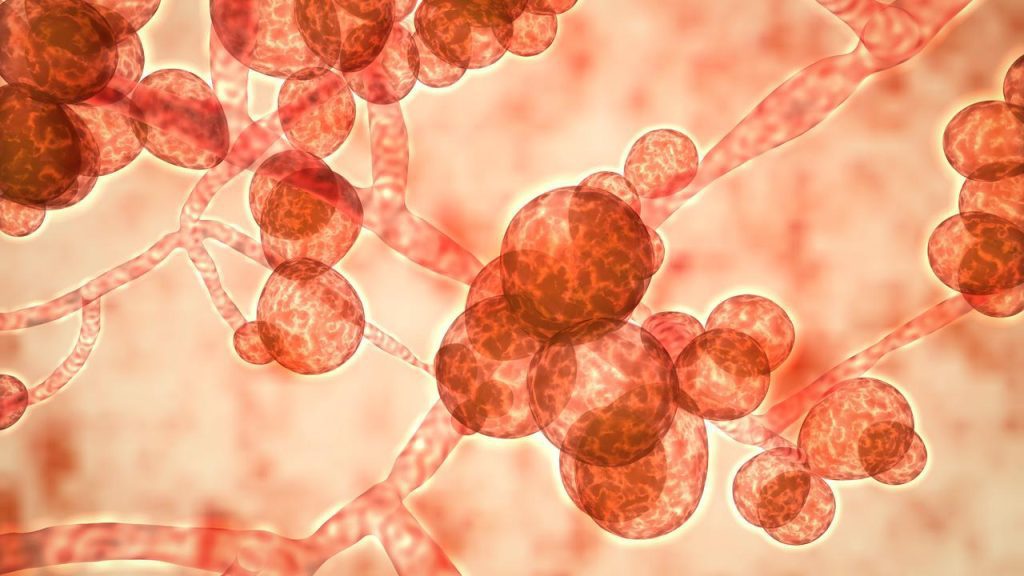 The Netherlands gets a mold inspection system for fear of its spread  health