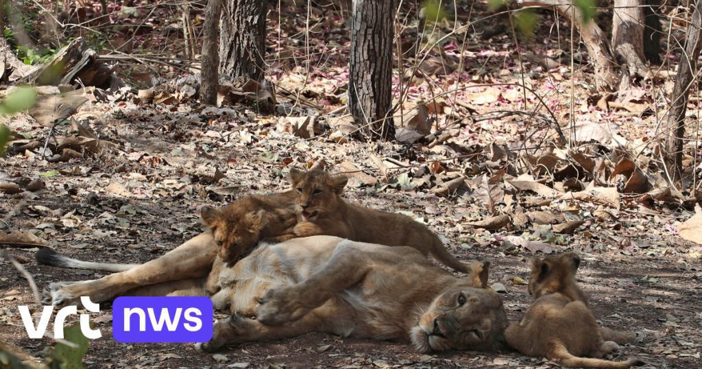 The lion Akbar and the lioness Sita are not allowed to live together by Indian Hindus: 'blasphemous'