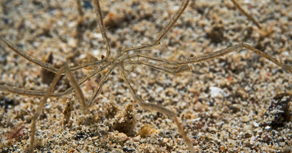 The mystery of giant sea spider reproduction has finally been solved  the animals