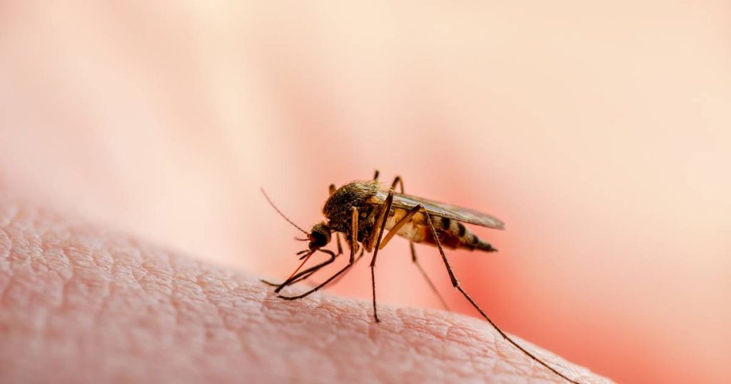 The rise of West Nile virus in Europe: The habitat of infected mosquitoes is expanding due to climate change |  Science and the planet