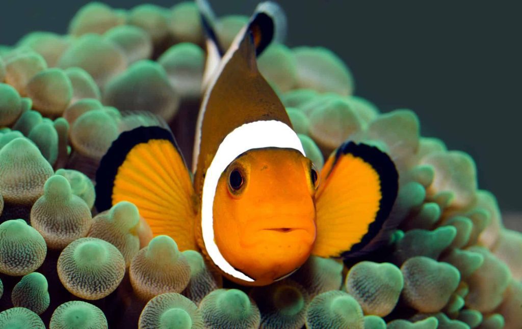 Scientists tested clownfish and discovered that they are better than humans at one thing