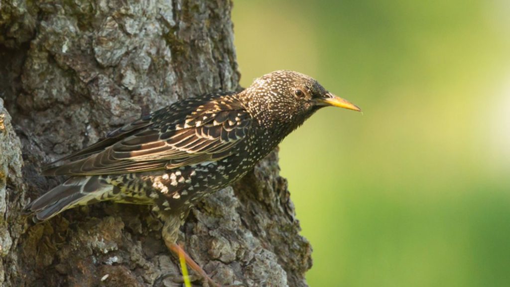 RTV Maastricht - Laser used to control starling nuisance
