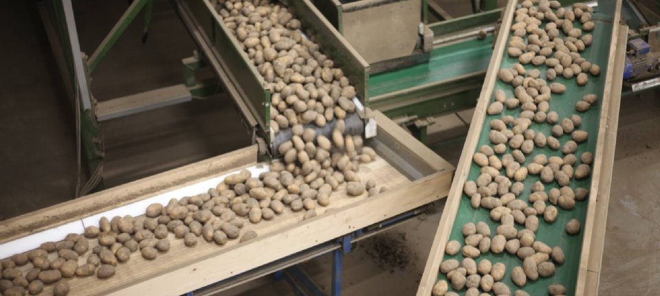 More space for using optical reader when sorting potato seeds