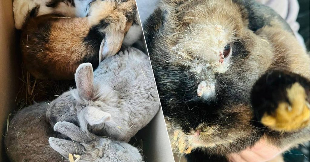 Dutch animal shelter can't believe their eyes: 184 animals dumped on their doorstep at once |  the animals