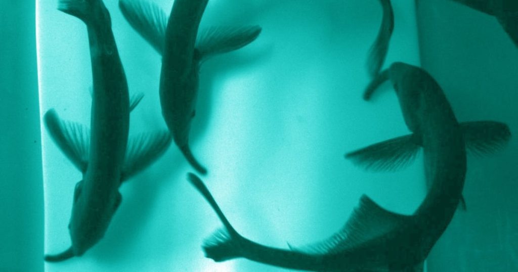 Elephant fish can see each other's eyes, thus outsmarting predators