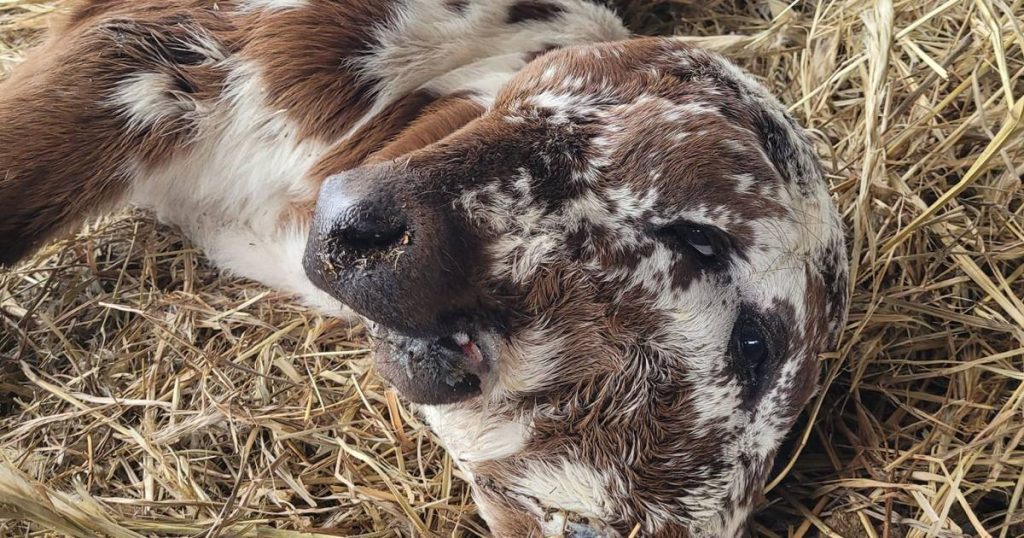 Rare two-faced calf born in the US: 'It has already exceeded a lot of expectations' |  outside