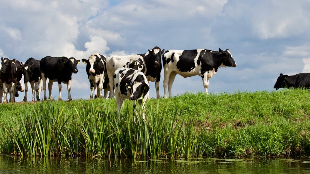 Sustainability monitoring maps the performance of dairy farmers;  "A space for new participants"