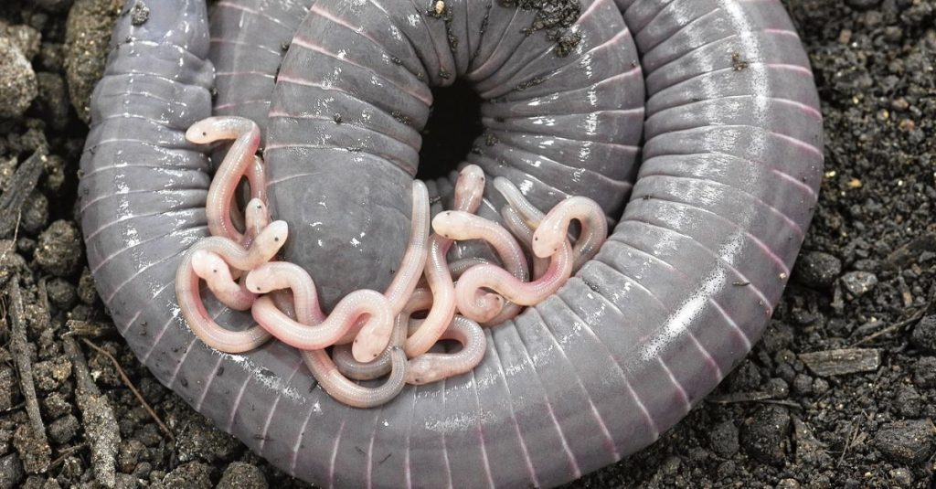 The caecilian is an amphibian that feeds its young with milk.  From its cloaca