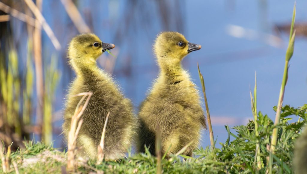There is a good chance of above average temperatures during Easter