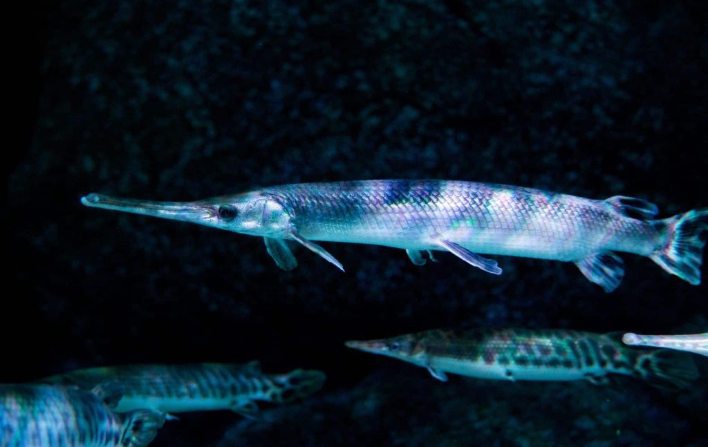 This “living fossil” has remained virtually unchanged in 150 million years