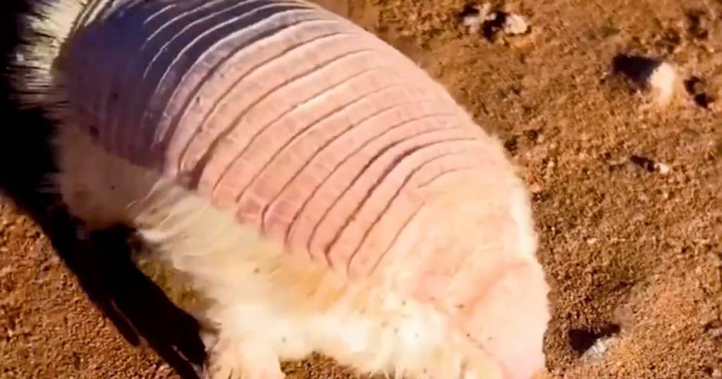 This unique animal is the only double-skinned animal in the world