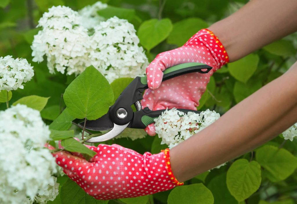 Pruning hydrangea: with these tips it will be a great success