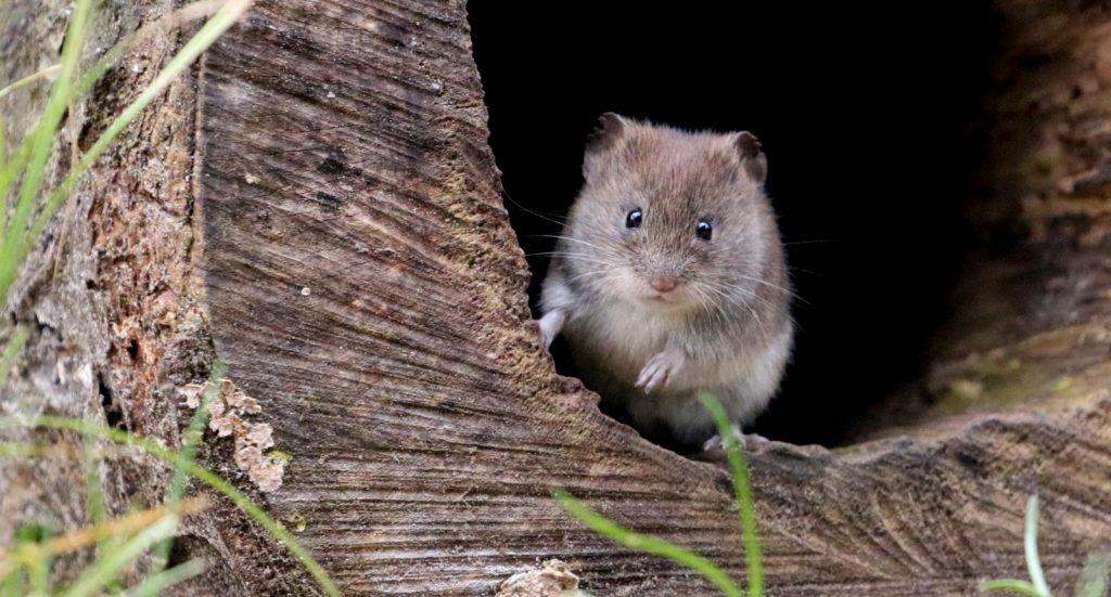 In conversation with ecologist Kees Mostert