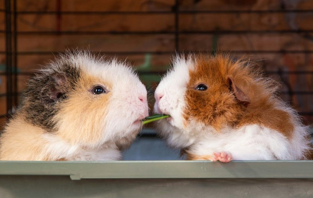 “I wish I had never bought guinea pigs for my daughter.”