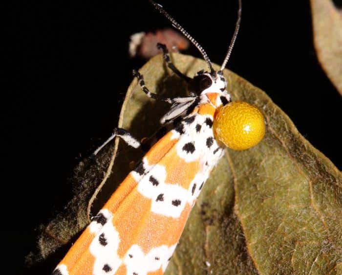 Not only are these beautiful moths resistant to highly toxic plants, but they also use the poison to seduce their mate
