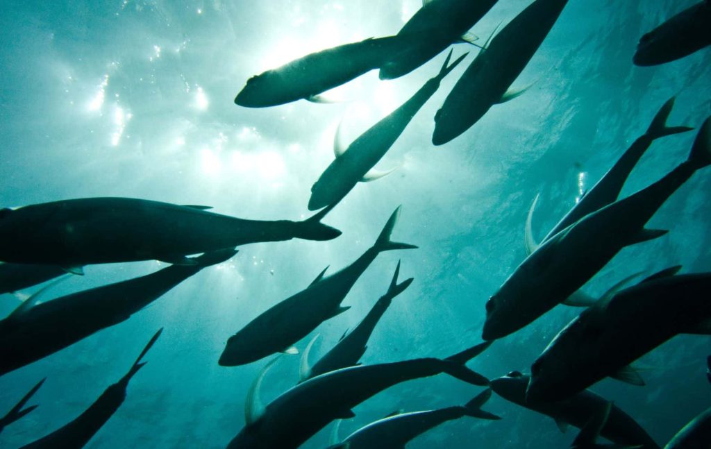 A school of swimming fish seems to make much less noise than a single swimming fish