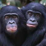 Bonobos and chimpanzees recognize their old companions in the photos