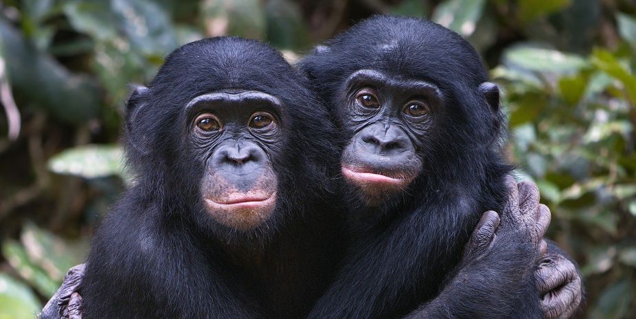 Bonobos and chimpanzees recognize their old companions in the photos