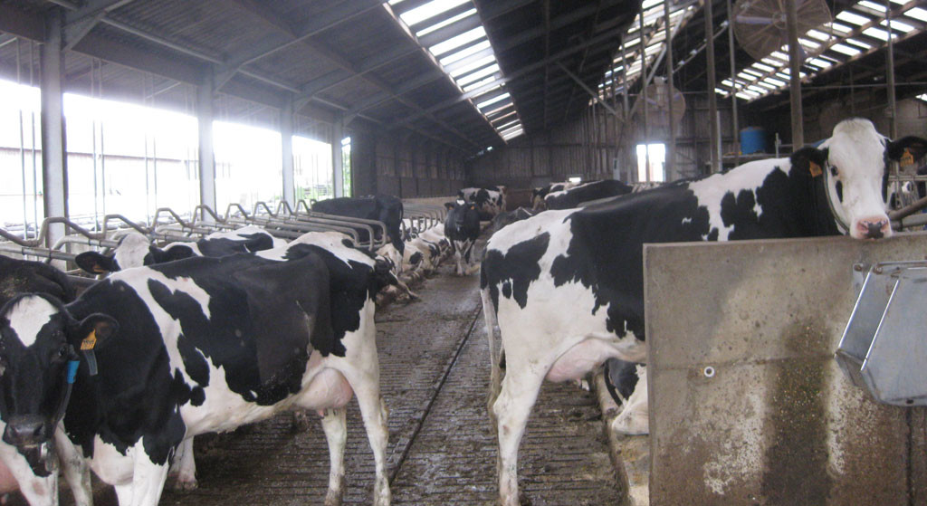 Breaking the trend: The number of dairy farmers is declining sharply