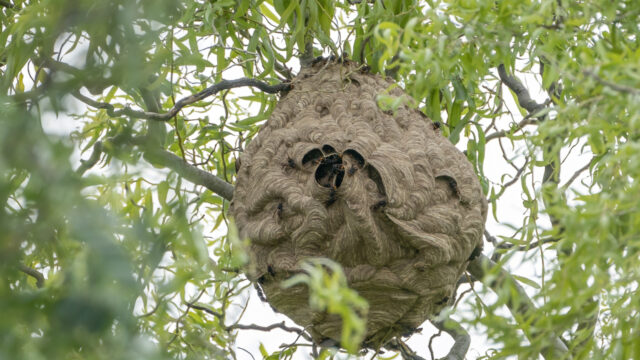 The rise of the Asian hornet